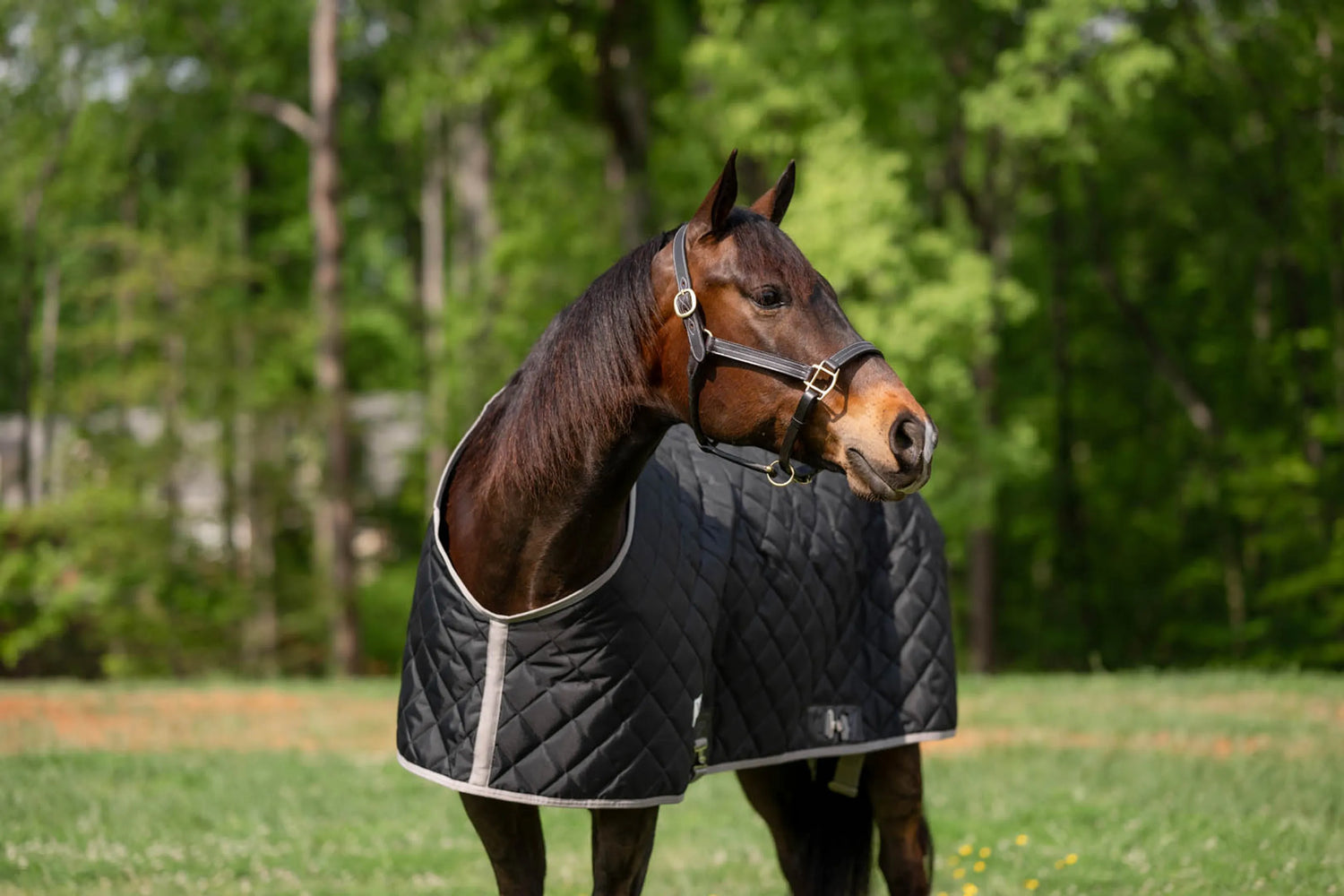Horse Blankets