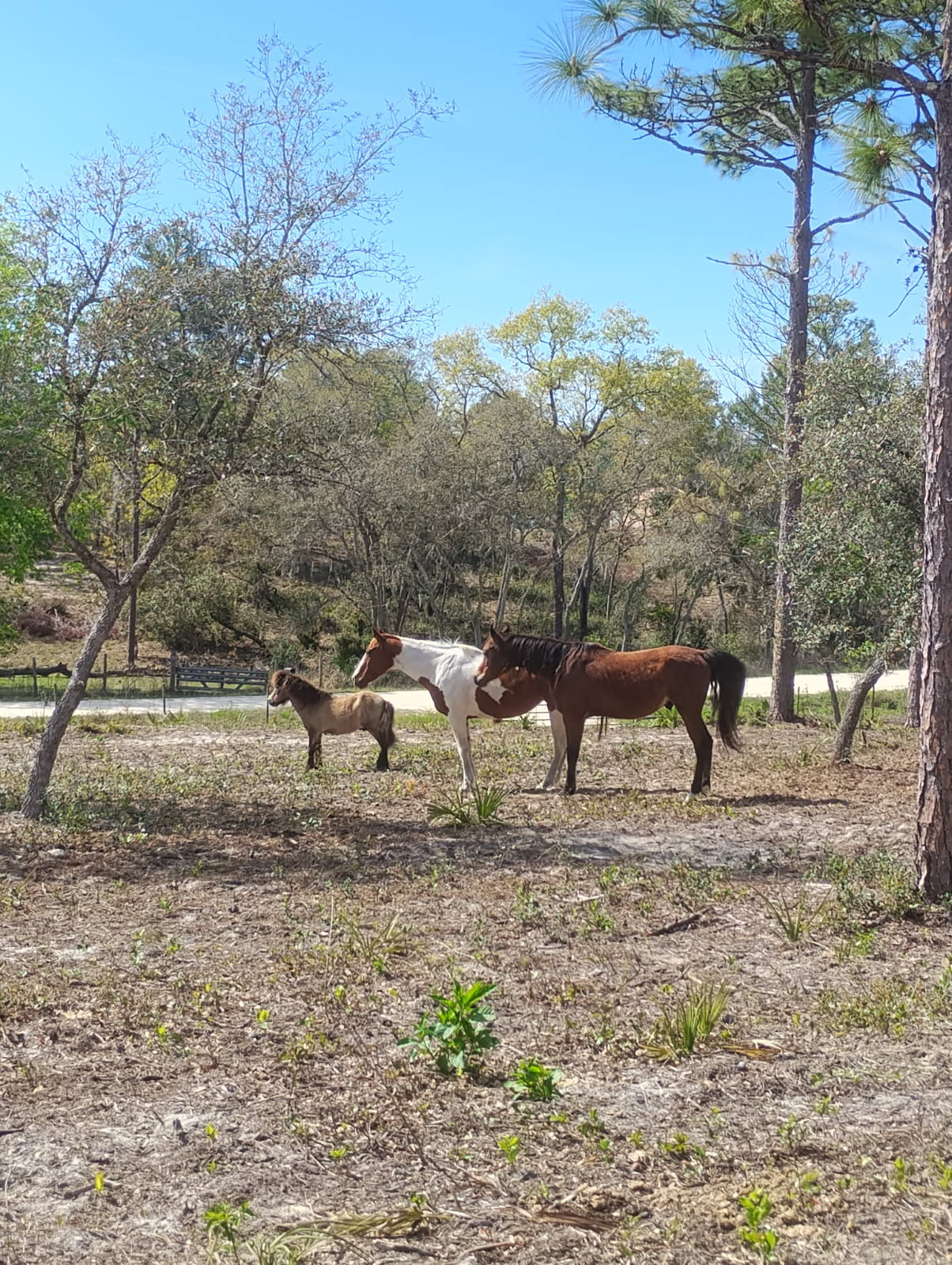 Horses